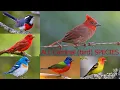 All Cardinal bird Species Complete list of Cardinal bird species types of Cardinal bird