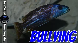 Download How To Overcome A Bully , This Fish Is Bullying Other Fish MP3