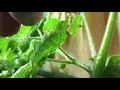 How To Kill Aphids And Spider Mites - Using Water