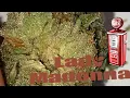 Lady Madonna Strain Review