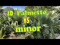 Sabal palmetto vs Sabal minor ID