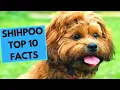 Shih Poo - TOP 10 Interesting Facts