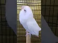 Download Lagu lovebird albino mata merah ngekek gacor