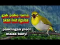 Lagu Suara Burung Pleci Gacor Ngalas Nembak,Semua Pleci Pasti Nyaut || Pleci Bustomi Gacor