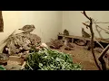 Download Lagu Breeding colony Mongolian Lark.