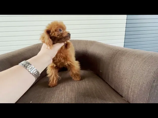 動画