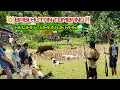 Lagu AKSI BERBURU SERU‼️ BABI HUTAN TUMBANG DISUSUL HUJAN LEBAT