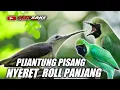 Download Lagu PIJANTUNG GUNUNG ROLL PANJANG MASTERAN CUCAK IJO