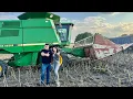 Download Lagu Жнива соняшника‼️Тор від Євросем сипе👍На рівні Pioneer, Сингенти💪🔥Реальний урожай‼️