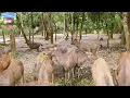 Download Lagu Trip to Tamao Mountain Zoo that have a lot of Animal in Cambodia.
