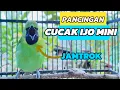 Download Lagu CUCAK IJO MINI - PANCINGAN HANDAL CEPAT RESPON/BUNYI CEPAT ON JAMTROK