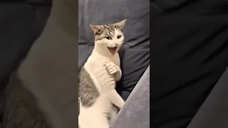 يابه منو عرف شجاي تكول    قطه  الشعب الصيني ماله حل   دندنها