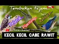 Download Lagu Masteran burung pelatuk#pijantung#rambatan tembakan tajam @arokicau8641