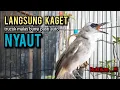 Lagu trucukan gacor ROPEL PANJANG buat pancingan trucukan agar bunyi jadikan burung trucuk gacor NYAUT