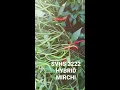 Download Lagu SVHS 2222 MIRCHI HIGH VELDIG