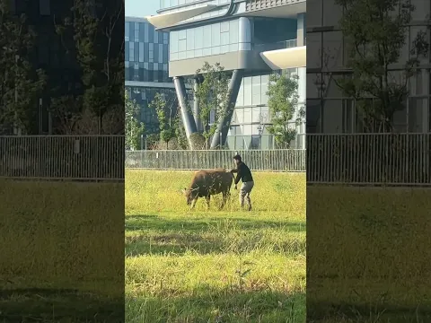 Man falls off a cow after trying to ride it in Zhejiang, China