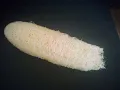 How To Grow Luffa In Zone 6 Seed To Harvest