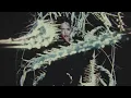 Bella Poarch - Ribcage