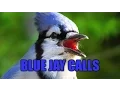 Blue Jay Calls