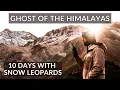 Download Lagu Ghost of Himalayas | Hemis National Park Ladakh | Luxury Remote Camp | Part 1/2