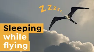 Download Why this Bird Sleeps in the Air MP3