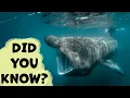 Basking Shark Things You Need To Know