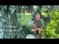 Evergreens For Your Gardens Unique Characteristics that WOW