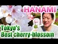 Download Lagu HANAMI!! - Tokyo's Best Cherry Blossom