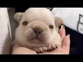 pibble compilation