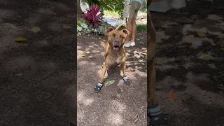 Getting a blind dog out of the shelter!
