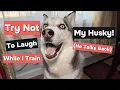Download Lagu Try Not to Laugh While I Train My Husky! (He Talks Back)