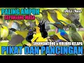 Download Lagu PALING SAKTI !! SUARA PIKAT SOGON DAN KOLAP SANGAT AMPUH TERBUKTI RESPON CEPAT@Smstachanel