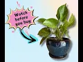 Beautiful Ceramic Glaze Planter Pot W Drainage Saucer