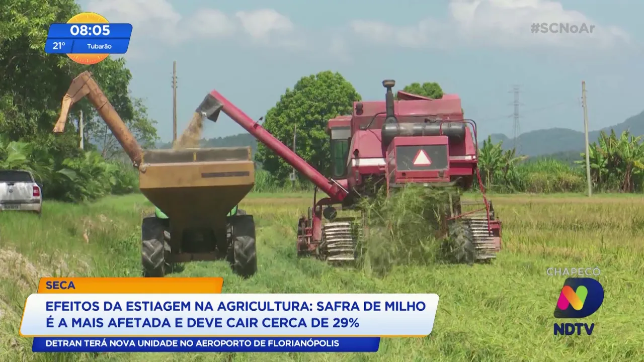 Safra de milho sofre com os efeitos da estiagem no Estado