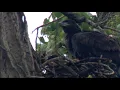Two of White Rock Lake s beloved eaglets have left the nest