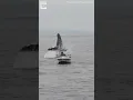 Download Lagu Whale Breach next to Boat #shorts