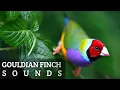 Download Lagu Suara Burung Finch Gouldian