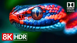 spectacular dolby vision colors in stunning 8k hdr 60fps 8k video ultra hd