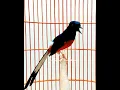 Download Lagu #Shorts ~ Murai Batu Import Gacor Nembak Isian Kolibri \u0026 Kucing / White-Rumped Shama ~ Humming Bird