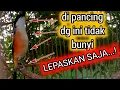 Download Lagu suara cendet hutan || pancingan cendet macet bunyi || pancingan burung cendet || cendet gacor