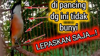 Download suara cendet hutan || pancingan cendet macet bunyi || pancingan burung cendet || cendet gacor MP3