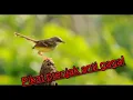 Pikat prenjak Anti gagal 100% panen