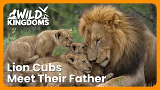 Four Lion Cubs Come Face To Face With Their Father For The First Time | Wildlife Icons