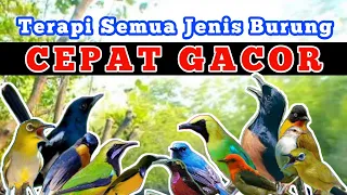 Download Terapi Semua Jenis Burung Agar Gacor , Terapi Burung Macet Bunyi , Terapi air , Terapi burung MP3