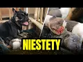 Download Lagu 🐶 NIE UDAŁO SIĘ 🐶 smutne wieści ! + kupiłem papugi | MOJE MINI ZOO / odc. 725