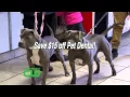 Pet Dental Health Month at Vetco