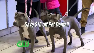 Pet Dental Health Month at Vetco