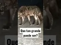 Download Lagu El tamaño de un lobo #curiosidades #animals #datos #short #shorts