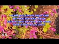 Download Lagu Let Me Love You This Way | James Ingram | Lyrics