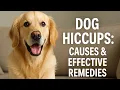 Dog Hiccups Causes Effective Remedies